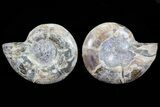 Cut & Polished Ammonite Fossil - Anapuzosia? #72957-1